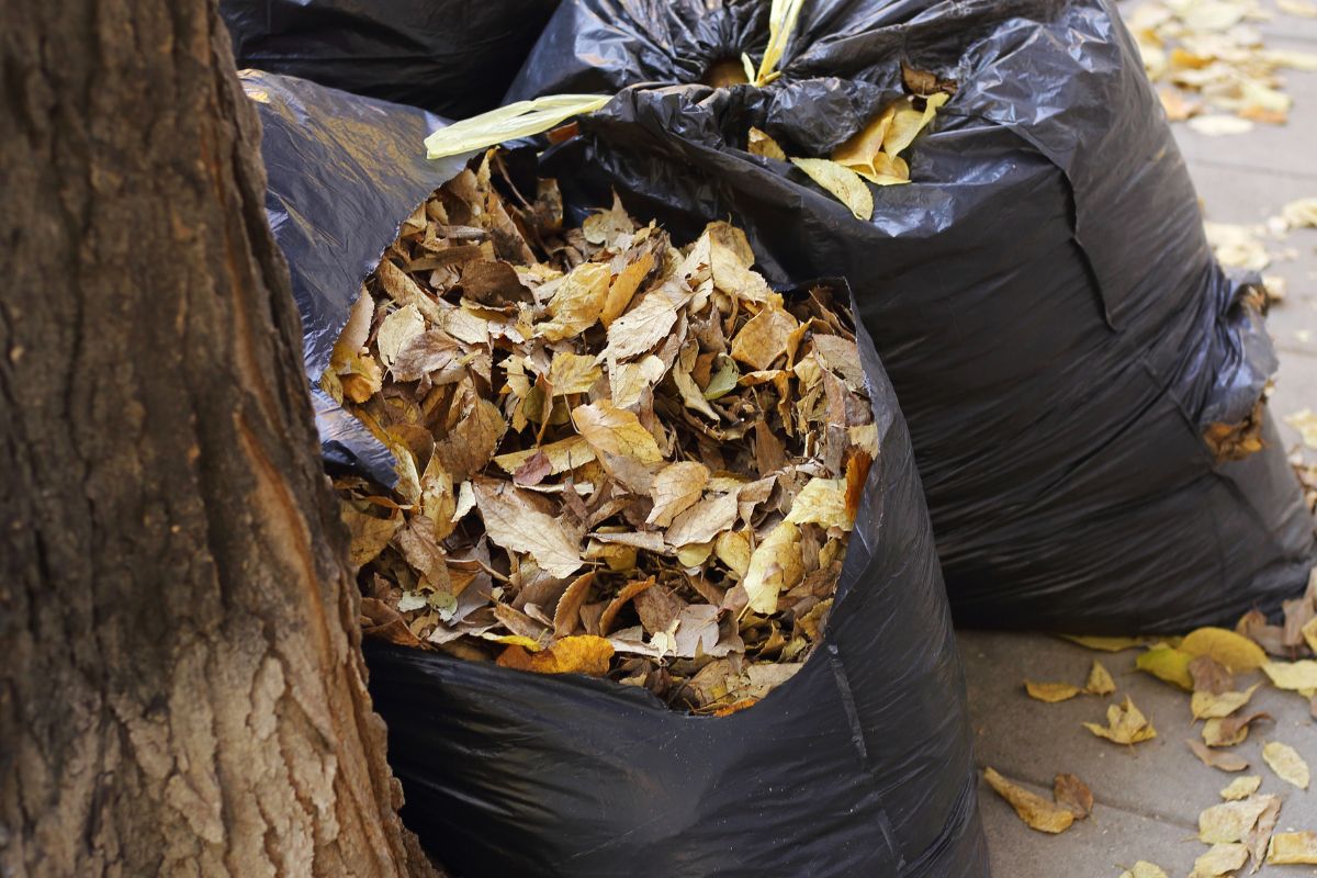 Harnessing the Power of Seasonal Supplies: Preparing Your Facility for Autumn and Winter